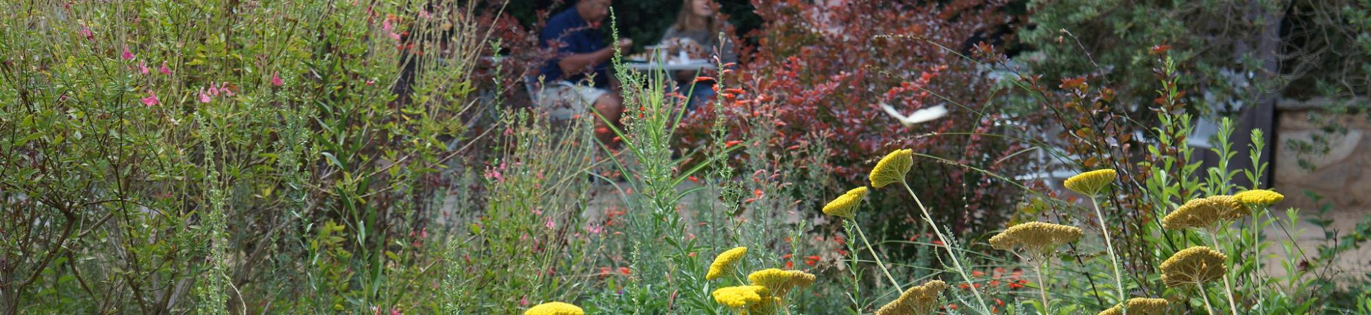 Sustainable landscape at the UC Davis Arboretum's Terrace Garden.