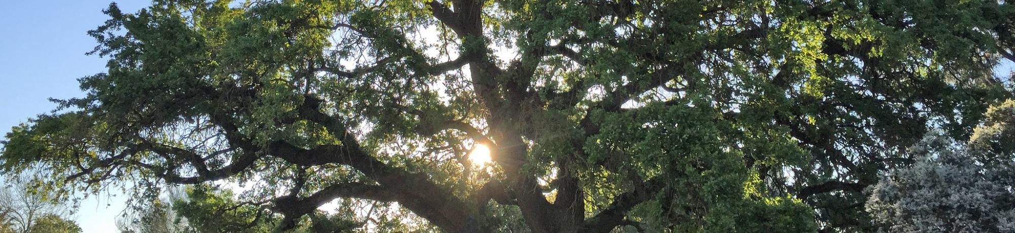 Image of a UC Davis valley oak with the sun setting behind it.